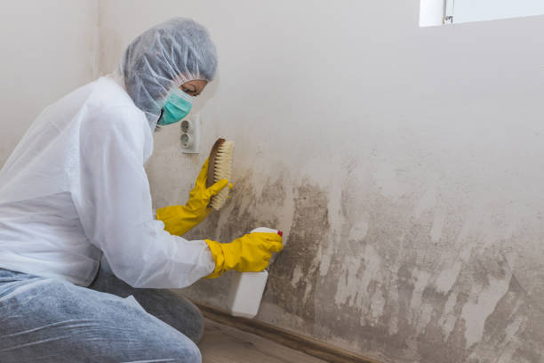 Denmark, SC Mold Remediation Company